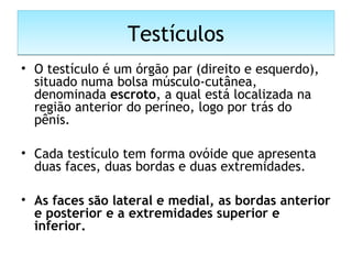 TestículosTestículos
• O testículo é um órgão par (direito e esquerdo),
situado numa bolsa músculo-cutânea,
denominada escroto, a qual está localizada na
região anterior do períneo, logo por trás do
pênis.
• Cada testículo tem forma ovóide que apresenta
duas faces, duas bordas e duas extremidades.
• As faces são lateral e medial, as bordas anterior
e posterior e a extremidades superior e
inferior.
 