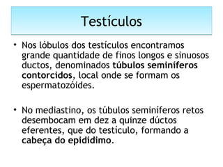 TestículosTestículos
• Nos lóbulos dos testículos encontramos
grande quantidade de finos longos e sinuosos
ductos, denominados túbulos seminíferos
contorcidos, local onde se formam os
espermatozóides.
• No mediastino, os túbulos seminíferos retos
desembocam em dez a quinze dúctos
eferentes, que do testículo, formando a
cabeça do epidídimo.
 