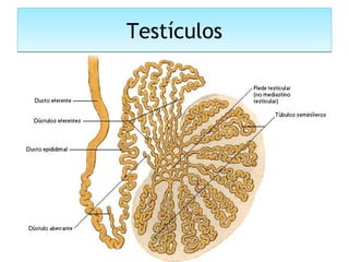 TestículosTestículos
 