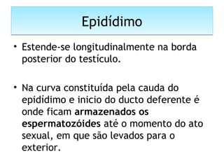 EpidídimoEpidídimo
• Estende-se longitudinalmente na borda
posterior do testículo.
• Na curva constituída pela cauda do
epidídimo e inicio do ducto deferente é
onde ficam armazenados os
espermatozóides até o momento do ato
sexual, em que são levados para o
exterior.
 