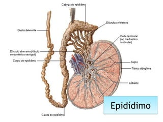 EpidídimoEpidídimo
 