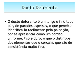 Ducto DeferenteDucto Deferente
• O ducto deferente é um longo e fino tubo
par, de paredes espessas, o que permite
identifica-lo facilmente pela palpação,
por se apresentar como um cordão
uniforme, liso e duro, o que o distingue
dos elementos que o cercam, que são de
consistência muito fina.
 