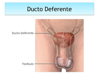 Ducto DeferenteDucto Deferente
 