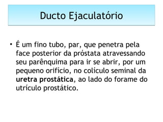 Ducto EjaculatórioDucto Ejaculatório
• É um fino tubo, par, que penetra pela
face posterior da próstata atravessando
seu parênquima para ir se abrir, por um
pequeno orifício, no colículo seminal da
uretra prostática, ao lado do forame do
utrículo prostático.
 