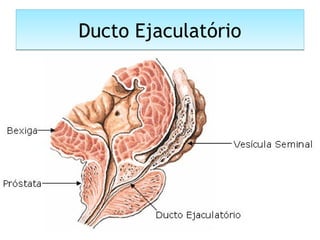 Ducto EjaculatórioDucto Ejaculatório
 