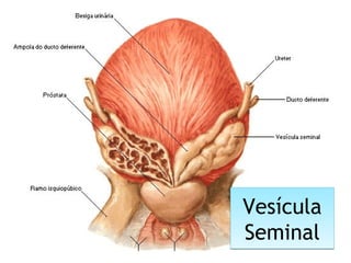 Vesícula
Seminal
Vesícula
Seminal
 