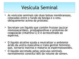 Vesícula SeminalVesícula Seminal
• As vesículas seminais são duas bolsas membranosas,
colocadas entre o fundo da bexiga e o reto,
obliquamente acima da próstata.
• Secretam um líquido que contém frutose (açúcar
monossacarídeo), prostaglandinas e proteínas de
coagulação (vitamina C) e é acrescentado ao
esperma.
• O líquido alcalino ajuda a neutralizar o ambiente
ácido da uretra masculina e trato genital feminino,
que, tornaria inativos e mataria os espermatozoides.
• O líquido secretado pelas vesículas seminais
normalmente constitui 60% do volume de sêmen.
 