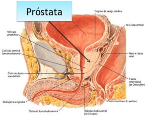 PróstataPróstata
 