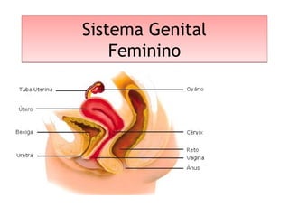 Sistema Genital
Feminino
Sistema Genital
Feminino
 