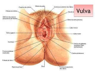 VulvaVulva
 