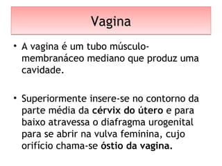 VaginaVagina
• A vagina é um tubo músculo-
membranáceo mediano que produz uma
cavidade.
• Superiormente insere-se no contorno da
parte média da cérvix do útero e para
baixo atravessa o diafragma urogenital
para se abrir na vulva feminina, cujo
orifício chama-se óstio da vagina.
 