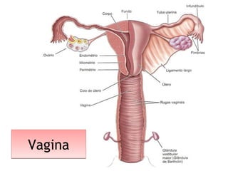 VaginaVagina
 