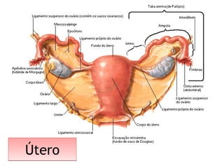 ÚteroÚtero
 