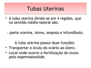 Tubas UterinasTubas Uterinas
• A tuba uterina divide-se em 4 regiões, que
no sentido médio-lateral são:
- parte uterina, istmo, ampola e infundíbulo.
A tuba uterina possui duas funções:
• Transportar o óvulo do ovário ao útero. 
• Local onde ocorre a fertilização do óvulo
pelo espermatozóide. 
 
