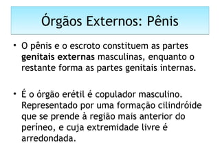 Órgãos Externos: PênisÓrgãos Externos: Pênis
• O pênis e o escroto constituem as partes
genitais externas masculinas, enquanto o
restante forma as partes genitais internas.
• É o órgão erétil é copulador masculino.
Representado por uma formação cilindróide
que se prende à região mais anterior do
períneo, e cuja extremidade livre é
arredondada.
 