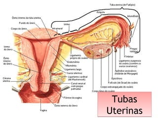 Tubas
Uterinas
Tubas
Uterinas
 