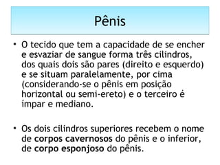 PênisPênis
• O tecido que tem a capacidade de se encher
e esvaziar de sangue forma três cilindros,
dos quais dois são pares (direito e esquerdo)
e se situam paralelamente, por cima
(considerando-se o pênis em posição
horizontal ou semi-ereto) e o terceiro é
ímpar e mediano.
• Os dois cilindros superiores recebem o nome
de corpos cavernosos do pênis e o inferior,
de corpo esponjoso do pênis.
 