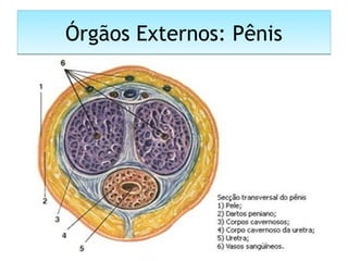 Órgãos Externos: PênisÓrgãos Externos: Pênis
 