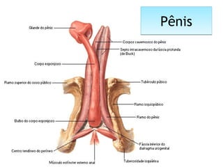 PênisPênis
 