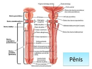 PênisPênis
 