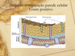 Arqueas: comparação parede celular
Gram positivo
 