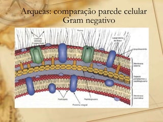 Arqueas: comparação parede celular
Gram negativo
 