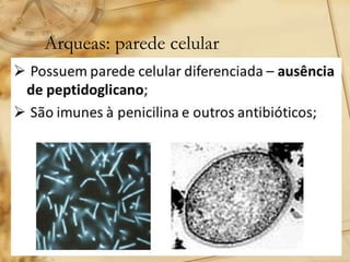 Arqueas: parede celular
 