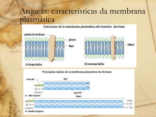 Arqueas: características da membrana
plasmática
 