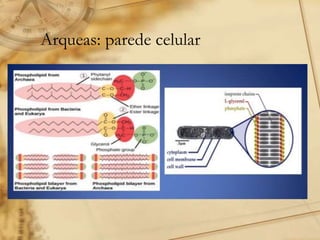 Arqueas: parede celular
 