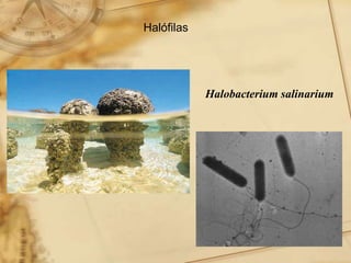 Halobacterium salinarium
Halófilas
 
