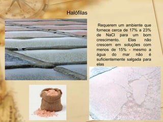 Halófilas
Requerem um ambiente que
fornece cerca de 17% a 23%
de NaCl para um bom
crescimento. Elas não
crescem em soluções com
menos de 15% - mesmo a
água do mar não é
suficientemente salgada para
elas
 