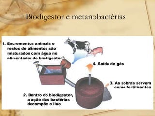 Biodigestor e metanobactérias
 