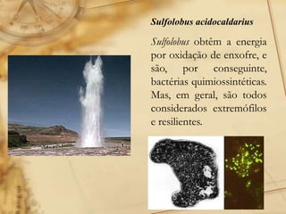Sulfolobus acidocaldarius
Sulfolobus obtêm a energia
por oxidação de enxofre, e
são, por conseguinte,
bactérias quimiossintéticas.
Mas, em geral, são todos
considerados extremófilos
e resilientes.
 