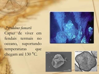 Pyrolobus fumarii
Capaz de viver em
fendais termais no
oceano, suportando
temperaturas que
chegam até 130 °C.
 