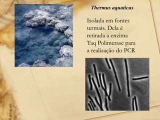 Thermus aquaticus
Isolada em fontes
termais. Dela é
retirada a enzima
Taq Polimerase para
a realização do PCR
 