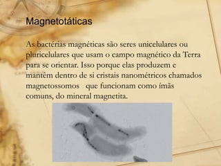 Magnetotáticas
As bactérias magnéticas são seres unicelulares ou
pluricelulares que usam o campo magnético da Terra
para se orientar. Isso porque elas produzem e
mantêm dentro de si cristais nanométricos chamados
magnetossomos que funcionam como ímãs
comuns, do mineral magnetita.
 