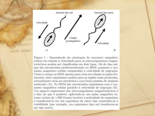 Aula 5 arqueobactéria