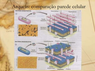Arqueas: comparação parede celular
Gram positivo
 