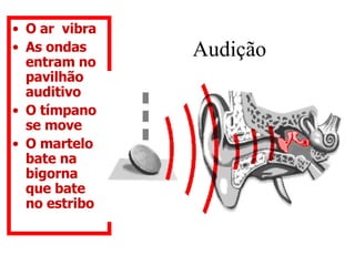 Audição  O ar  vibra As ondas entram no pavilhão auditivo O tímpano  se move O martelo bate na bigorna que bate no estribo 