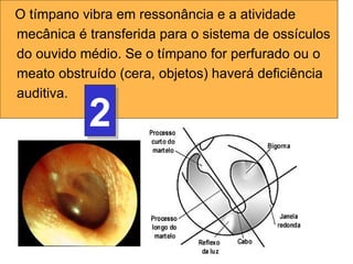 FISIOLOGIA DA  AUDIÇÃO Museu-Escola do IB PERCEPÇÃO Compreensão da linguagem RESSONÂNCIA Captação do som CONDUÇÃO NERVOSA Comunicação da cóclea ao cérebro O tímpano vibra em ressonância e a atividade mecânica é transferida para o sistema de ossículos do ouvido médio. Se o tímpano for perfurado ou o meato obstruído (cera, objetos) haverá deficiência auditiva.  2 As ondas de pressão sonora chegam ao pavilhão auricular, seguem pelo meato acústico e atingem o tímpano.   (ORELHA EXTERNA)  1 Gabi Vamos ao cinema hoje? Os sons decodificados em forma de impulsos nervosos chegam ao cérebro, em áreas específicas para serem analisadas 5 
