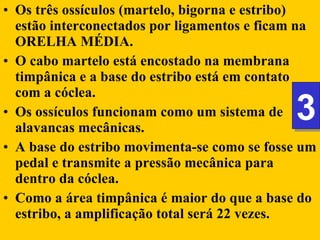 Os três ossículos (martelo, bigorna e estribo) estão interconectados por ligamentos e ficam na ORELHA MÉDIA.  O cabo martelo está encostado na membrana timpânica e a base do estribo está em contato com a cóclea.  Os ossículos funcionam como um sistema de alavancas mecânicas.  A base do estribo movimenta-se como se fosse um pedal e transmite a pressão mecânica para dentro da cóclea.  Como a área timpânica é maior do que a base do estribo, a amplificação total será 22 vezes. 3 3 Os três ossículos (martelo, bigorna e estribo) estão interconectados por ligamentos e ficam na ORELHA MÉDIA. O cabo martelo está encostado na membrana timpânica e a base do estribo está em contato com a cóclea.  A morfologia e o modo de articulação fazem com que os ossículos funcionem como um sistema de alavancas mecânicas. A base do estribo movimenta-se como se fosse um pedal e transmite a pressão mecânica para dentro da cóclea. Como a área timpânica é maior do que a base do estribo, a amplificação total será 22 vezes. 3 