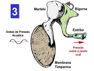 3 Os três ossículos (martelo, bigorna e estribo) estão interconectados por ligamentos e ficam na ORELHA MÉDIA. O cabo martelo está encostado na membrana timpânica e a base do estribo está em contato com a cóclea.  A morfologia e o modo de articulação fazem com que os ossículos funcionem como um sistema de alavancas mecânicas. A base do estribo movimenta-se como se fosse um pedal e transmite a pressão mecânica para dentro da cóclea. Como a área timpânica é maior do que a base do estribo, a amplificação total será 22 vezes. 3 
