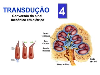 TRANSDUÇÃO Conversão do sinal  mecânico em elétrico 4 