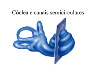 Cóclea e canais semicirculares 