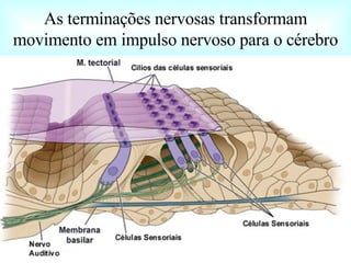 As terminações nervosas transformam movimento em impulso nervoso para o cérebro 