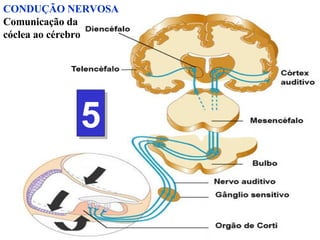 CONDUÇÃO NERVOSA Comunicação da  cóclea ao cérebro 5 