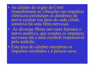 As células do órgão de Corti (transformam as vibrações em impulsos elétricos) estimulam os dendritos do nervo coclear (na base de cada célula sensitiva há uma fibra nervosa). As diversas fibras nervosas formam o nervo auditivo, que conduz os impulsos nervosos até a área cerebral responsável pela audição.  Esta área do cérebro interpreta os impulsos recebidos e a pessoa ouve. 
