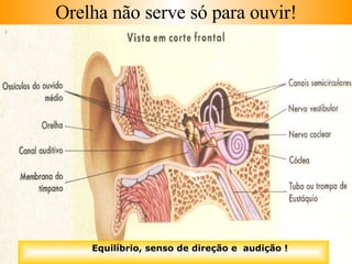 Orelha não serve só para ouvir! Equilíbrio, senso de direção e  audição ! 