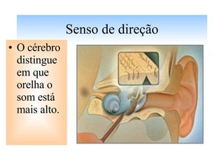 Senso de direção O cérebro distingue em que orelha o som está mais alto.  