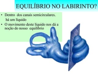 EQUILÍBRIO NO LABIRINTO? Dentro  dos canais semicirculares. há um líquido O movimento deste líquido nos dá a noção do nosso  equilíbrio 